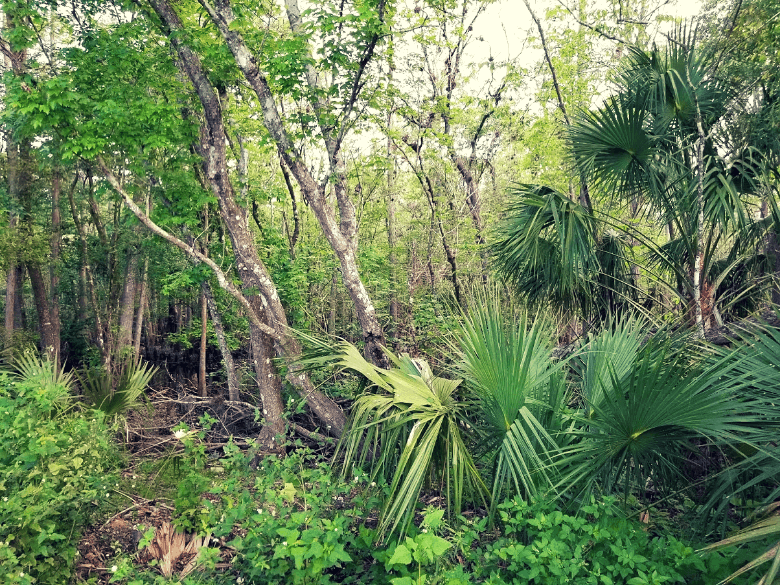 Lush forest at Deland KOA